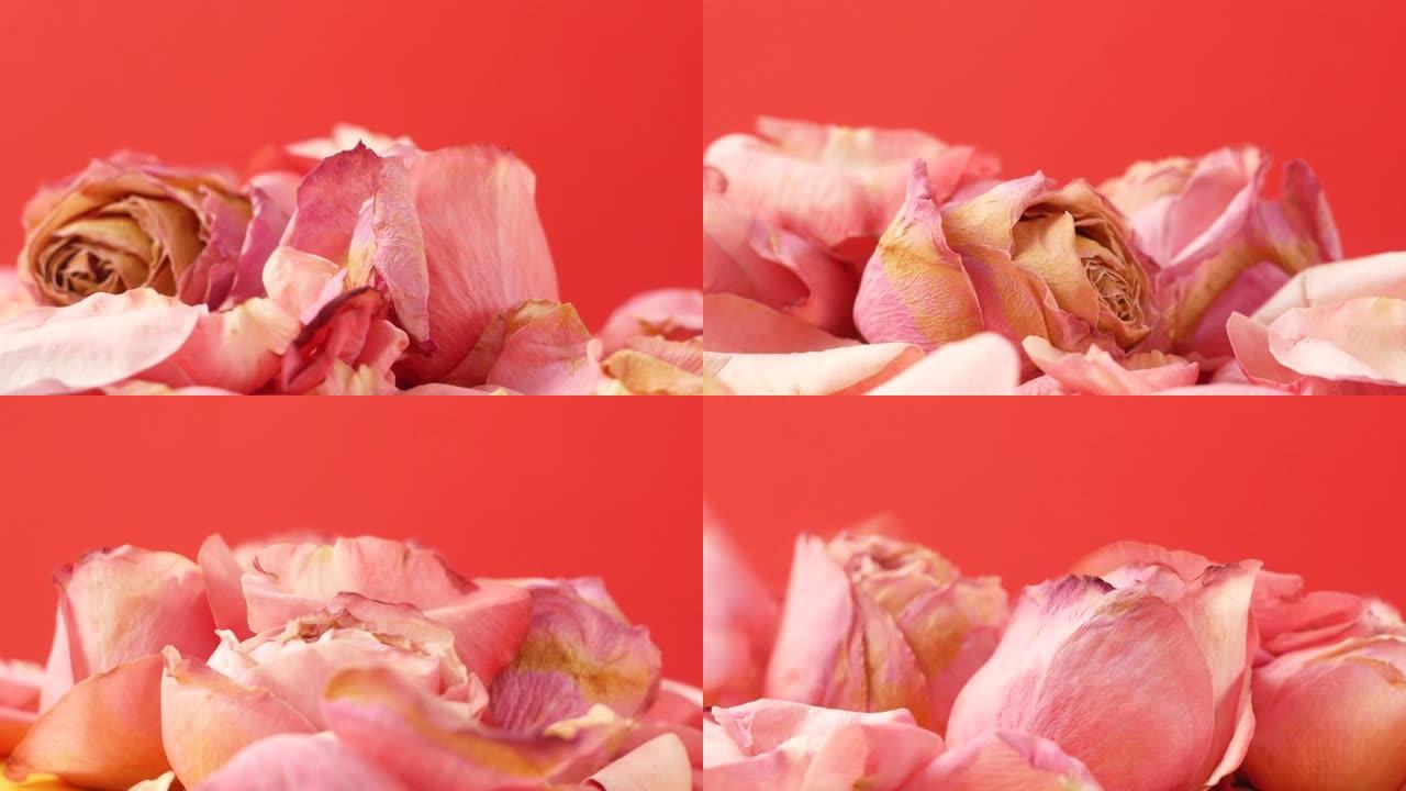 枯萎的粉红色玫瑰的特写镜头旋转，玫瑰花瓣落在它们上。假期超过主题。落下的玫瑰花瓣。盛开的花朵结束。选