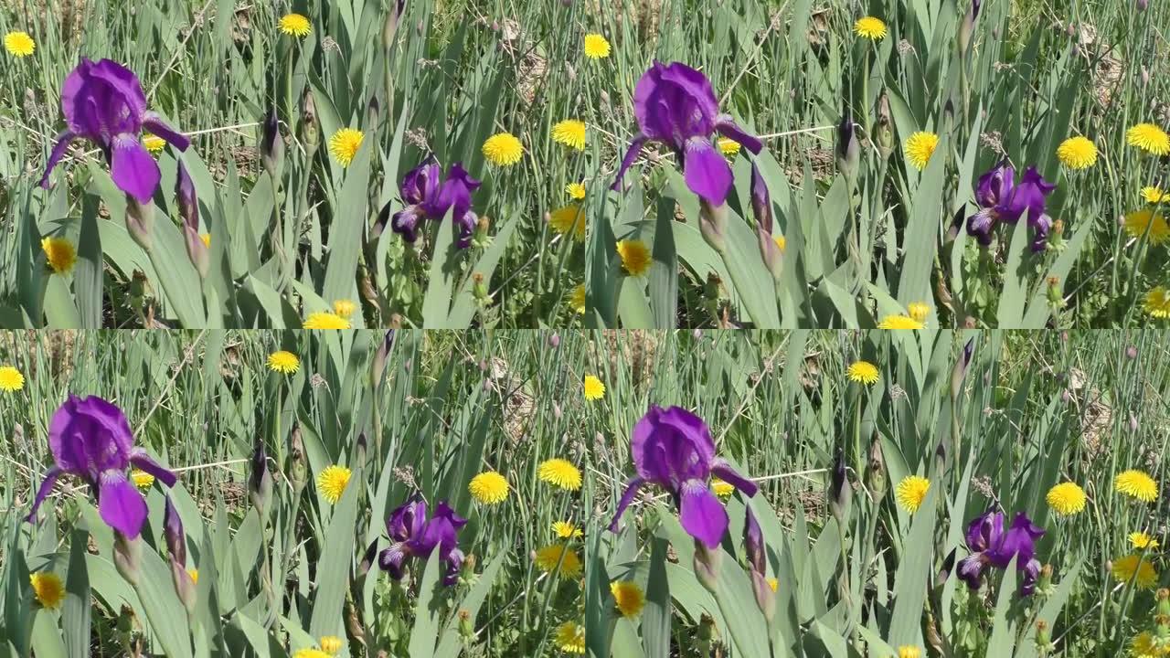 紫色鸢尾花和黄色蒲公英。鸢尾属 (Iris) 是多年生根状植物的一个属。虹膜遍布各大洲。该属包含约8