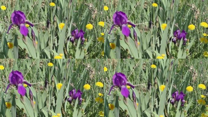 紫色鸢尾花和黄色蒲公英。鸢尾属 (Iris) 是多年生根状植物的一个属。虹膜遍布各大洲。该属包含约8