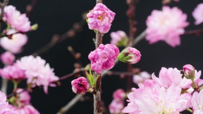 黑色背景上孤立的盛开的Cerasus japonica花的4k延时镜头。