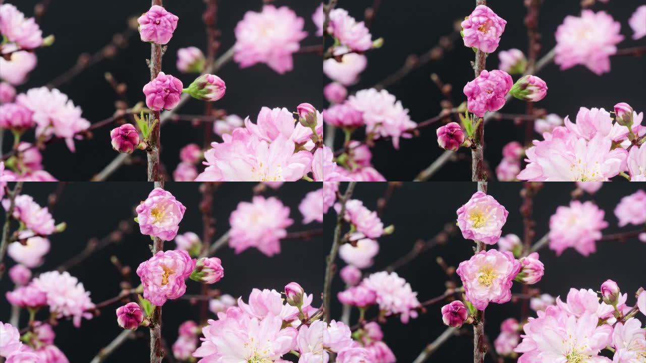 黑色背景上孤立的盛开的Cerasus japonica花的4k延时镜头。