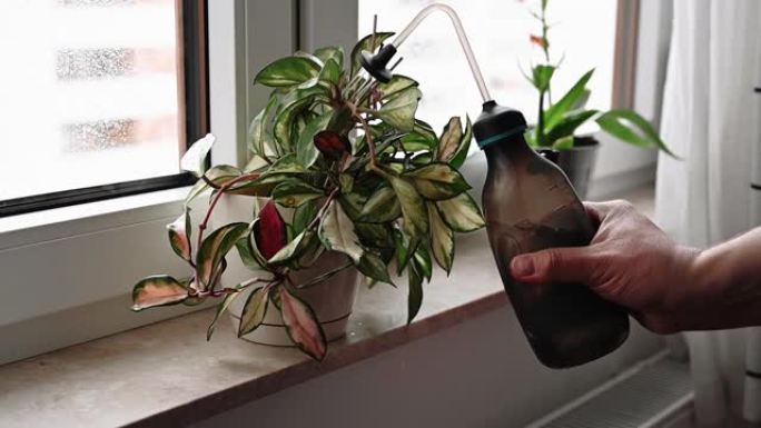 人的手在窗台上的花盆里喷洒植物。在家给植物浇水。用喷壶喷洒。美丽的花。