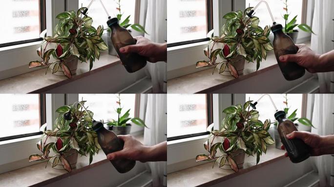 人的手在窗台上的花盆里喷洒植物。在家给植物浇水。用喷壶喷洒。美丽的花。