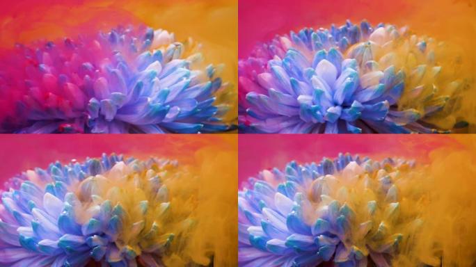 水底郁郁葱葱的菊花蓝花，有五颜六色的墨水和气泡。旋转大约360度。粉色、黄色和橙色