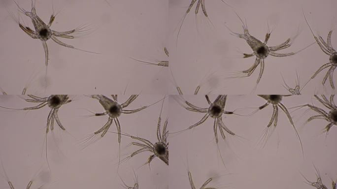 亚洲，在显微镜下，在sae水中游泳的白虾无节幼体幼虫。微观，宏观，生物学，宏观摄影，实验室。