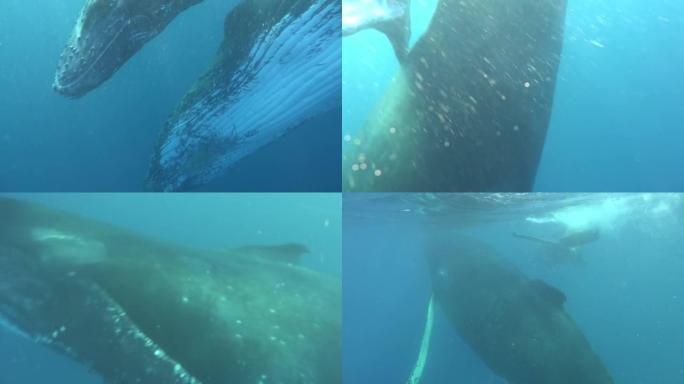幼小的座头鲸小牛与母亲在留尼汪岛海洋中的水下。