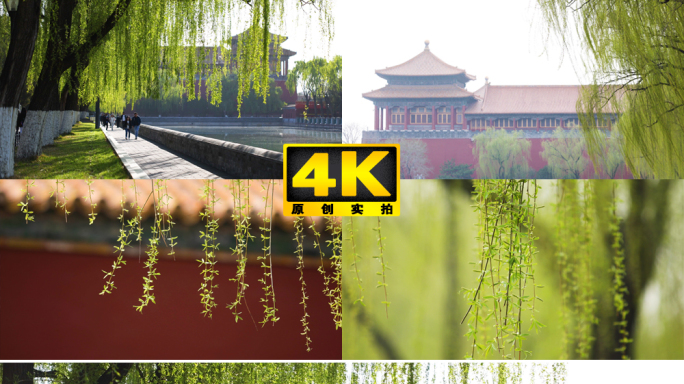 北京春天 柳树发芽