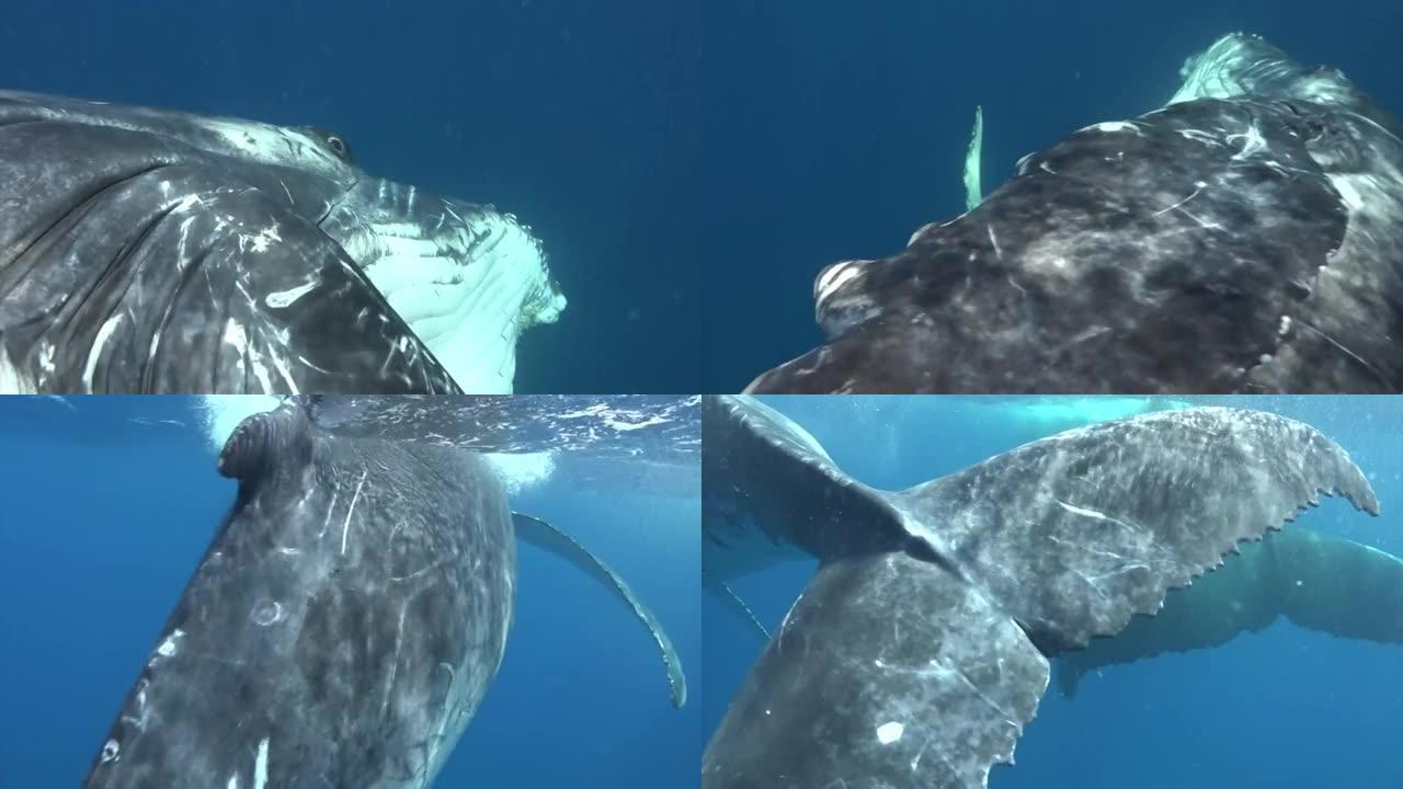 特写座头鲸在太平洋水下翻滚。