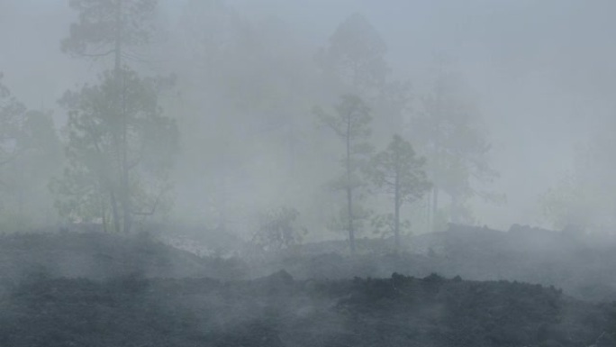 森林大火时浓烟。森林大火的焦土。气候变化增加野火风险