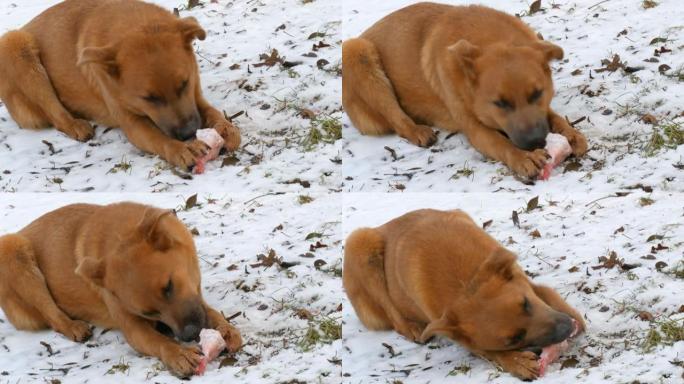 一只大红头发的脏狗，眼睛酸痛，在公园的雪地上握着爪子，吃了一块巨大的骨头