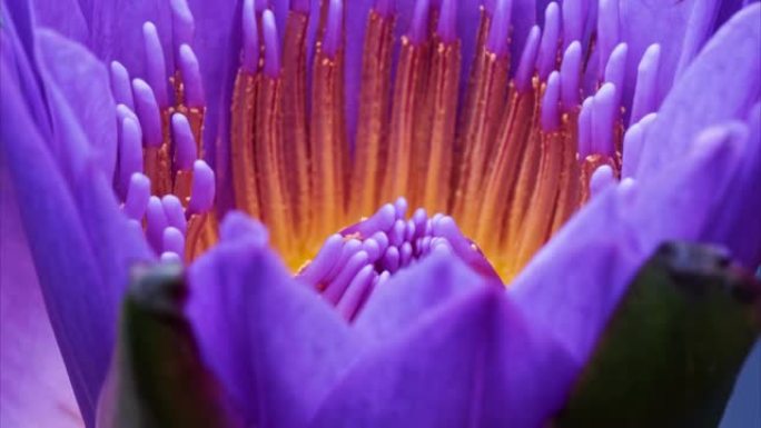 盛开的紫色睡莲花 (nymphea tetragona) 雄蕊和雌蕊的4k延时镜头，特写b卷镜头侧视