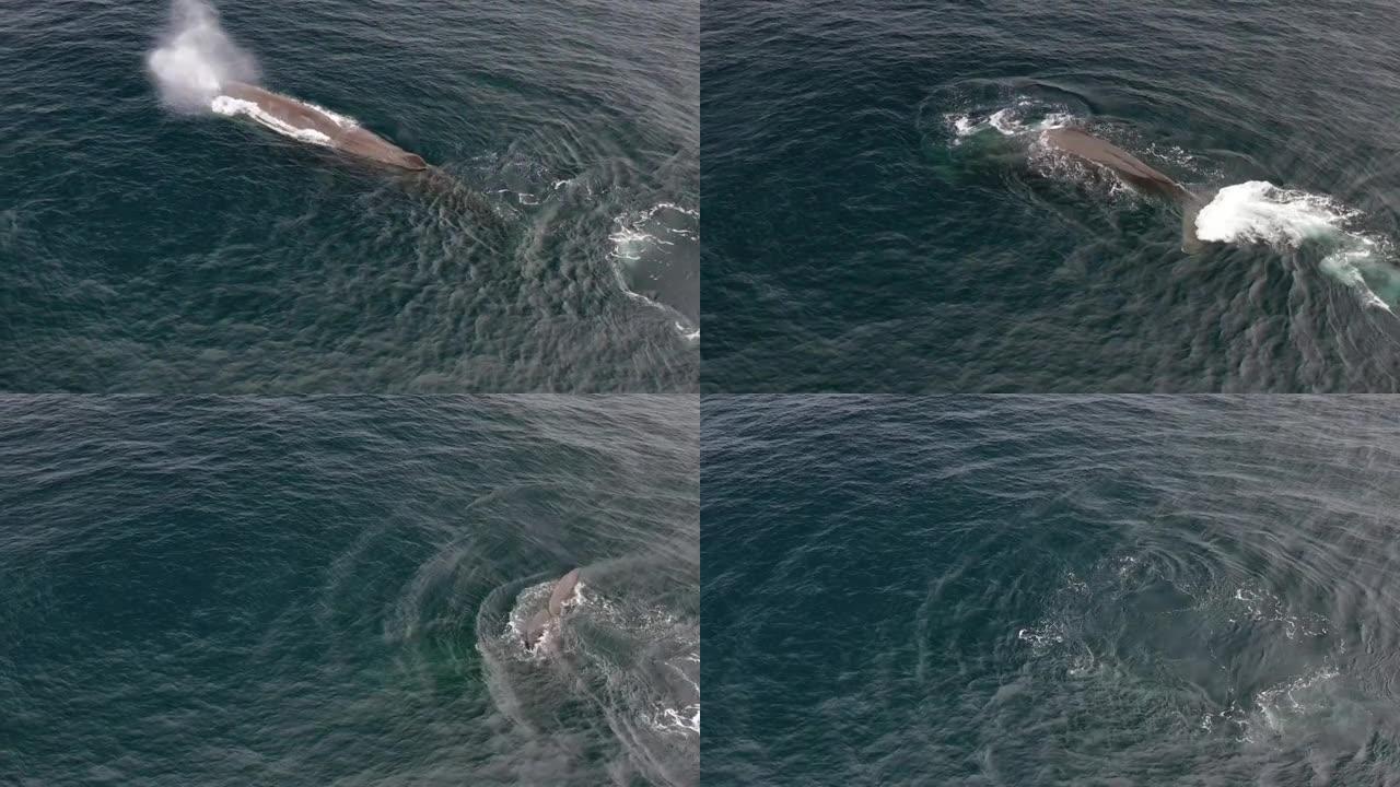 一只大型长须鲸慢慢淹没在水下