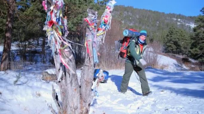 一位游客走过一棵枯萎的老树，上面系着彩色的仪式丝带，上面系着一个大背包和雪橇