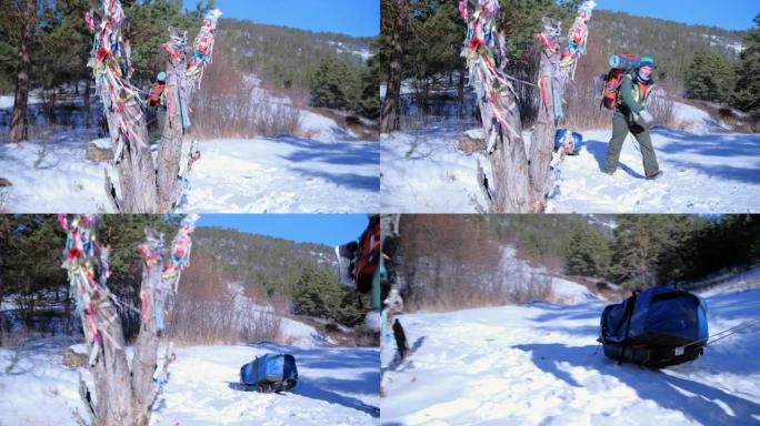 一位游客走过一棵枯萎的老树，上面系着彩色的仪式丝带，上面系着一个大背包和雪橇