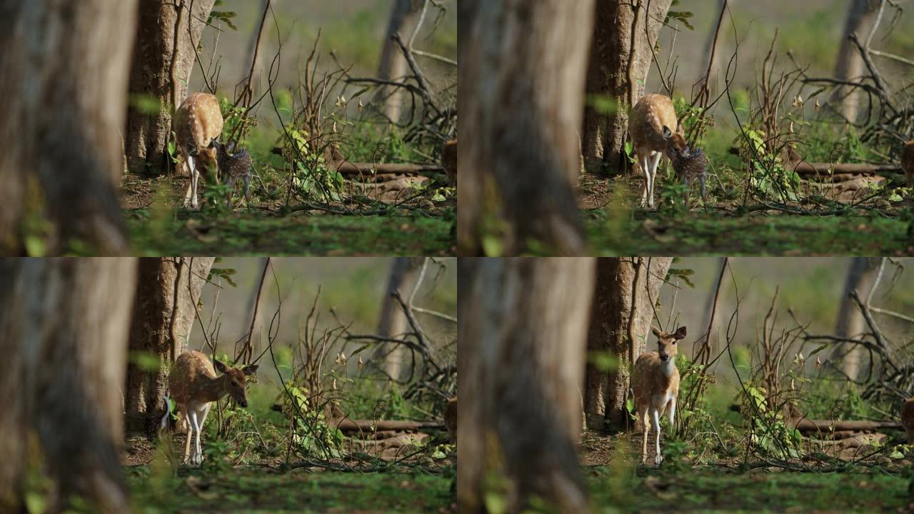 母亲以超慢动作拍摄小鹿，小鹿或轴鹿