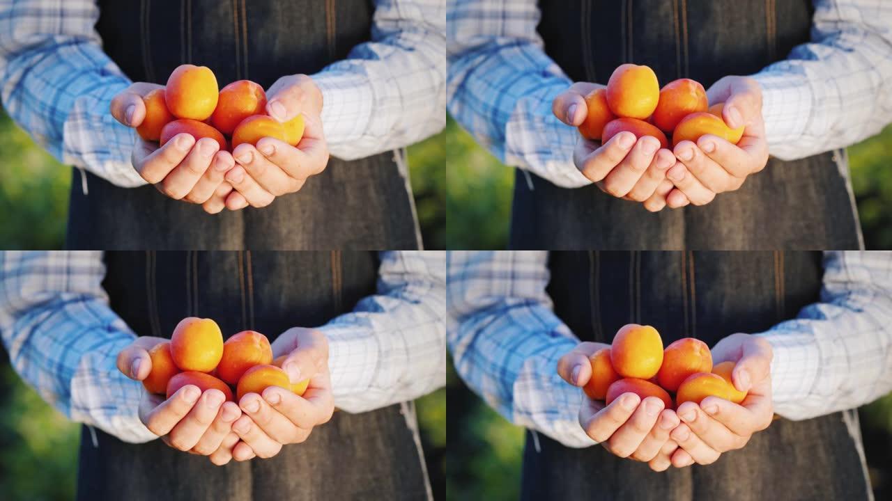 农夫的手握着几只成熟多汁的杏子