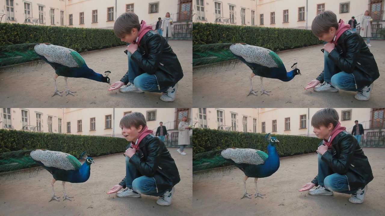 这个男孩在城市公园里用手喂孔雀。