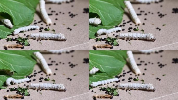 成熟的蚕准备与其他蚕进食背景脱皮，4k延时镜头。