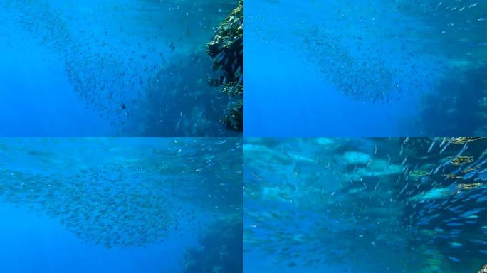 一大群小鱼在珊瑚礁附近的蓝色水面下游泳。海洋中的水下生物。摄像机向前移动，接近一群鱼 (4k-60p