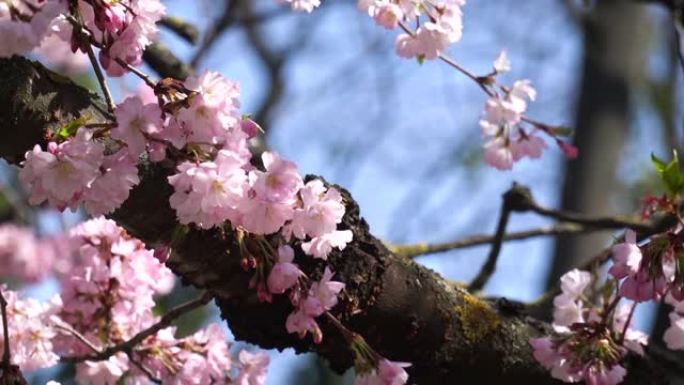 樱花樱花、4月、樱桃树、