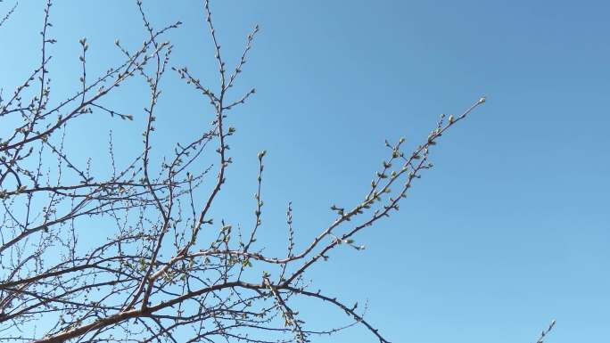 山桃树花蕾萌动