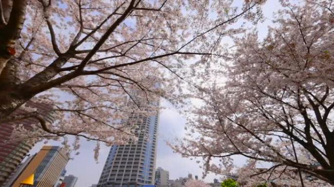 城市盛开的樱花花枝花朵视频素材仰望仰拍
