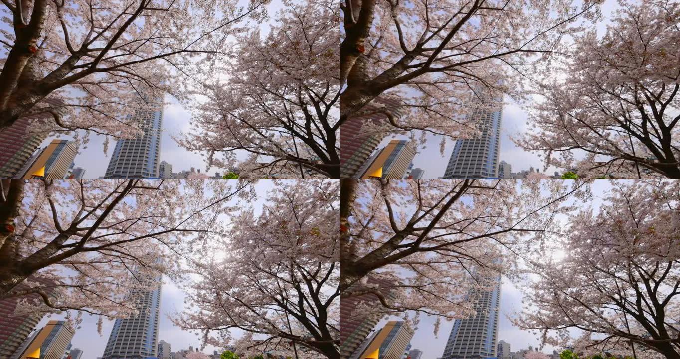 城市盛开的樱花花枝花朵视频素材仰望仰拍