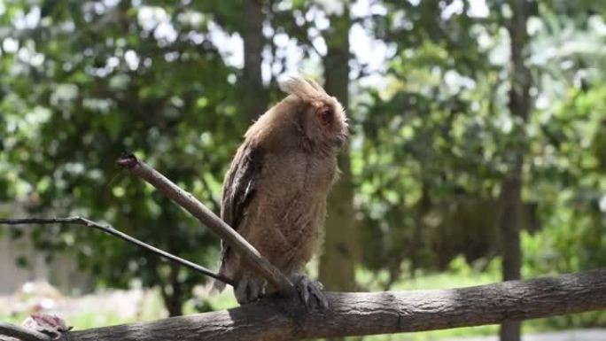 年轻的菲律宾角鸮 (Otus megalotis)，栖息在树枝上。它是菲律宾特有的常见猫头鹰，通常在