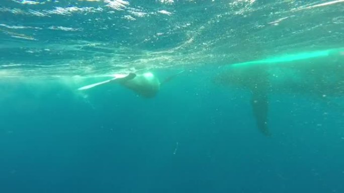 新生座头鲸幼崽在太平洋水下的妈妈旁边游泳。