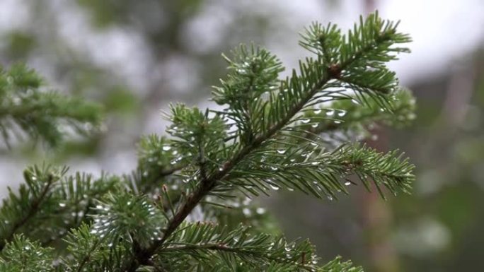 枞树的绿色树枝在风中摇荡。针叶针上有露珠。夏雨过后森林清新