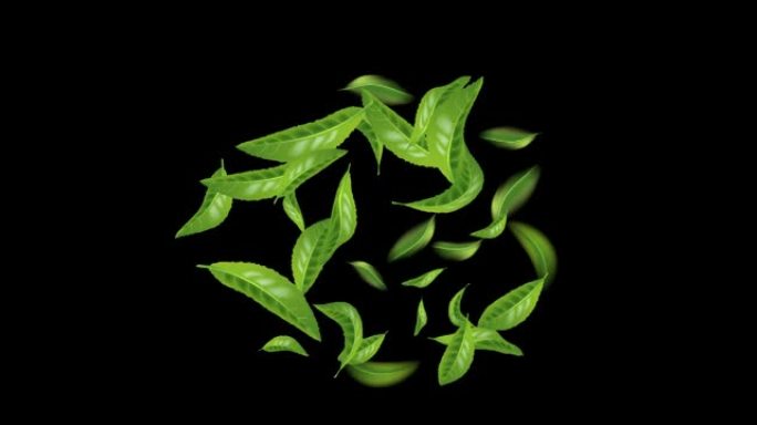 动画美丽的飞行绿茶叶孤立在黑色背景。无缝的环形图案，带有树叶，适合您的设计。健康的优质绿茶。4k图形