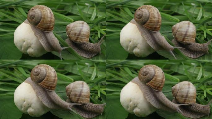 葡萄蜗牛爬过蘑菇帽和绿草