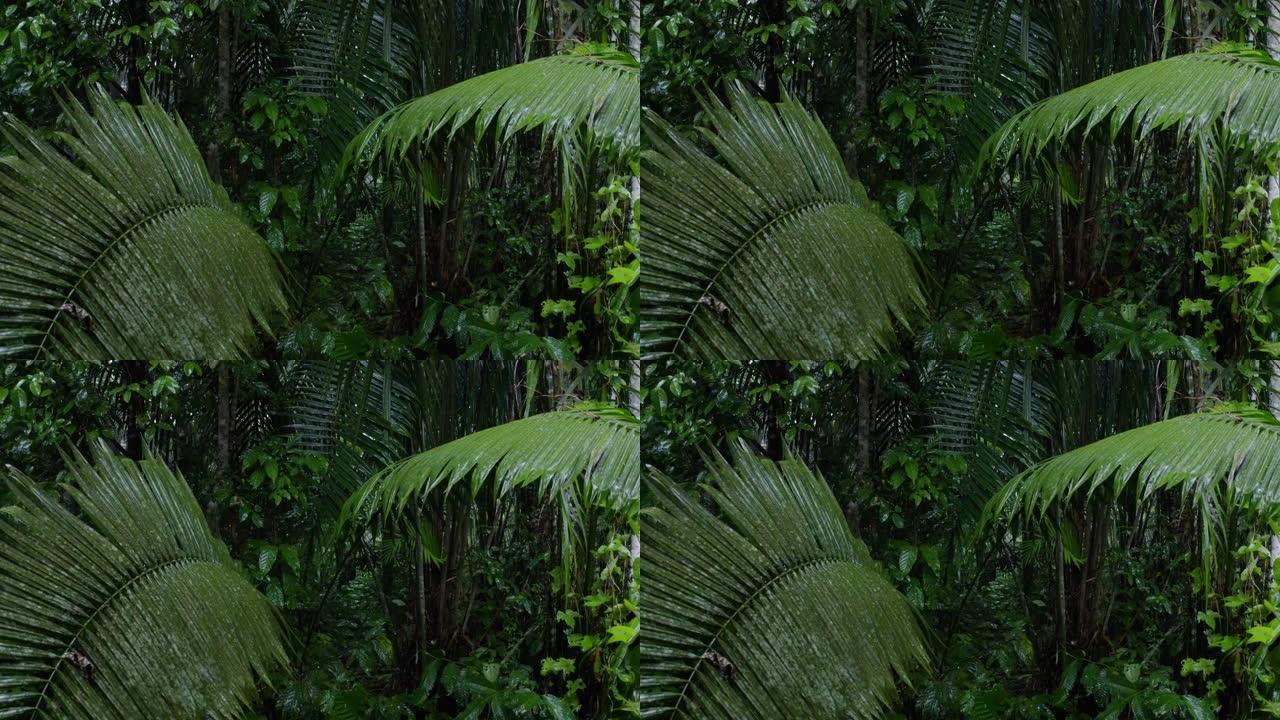 雨天热带森林的静止视频，显示雨滴落下