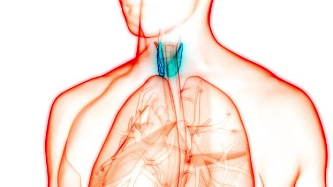 人体腺叶的甲状腺解剖动画概念