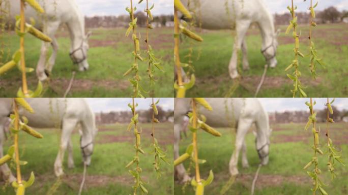 一匹白马在草地上吃绿草。多云晴朗的天空。自然模糊的背景，节省的镜头。树柳在正面视图中带有叶子。