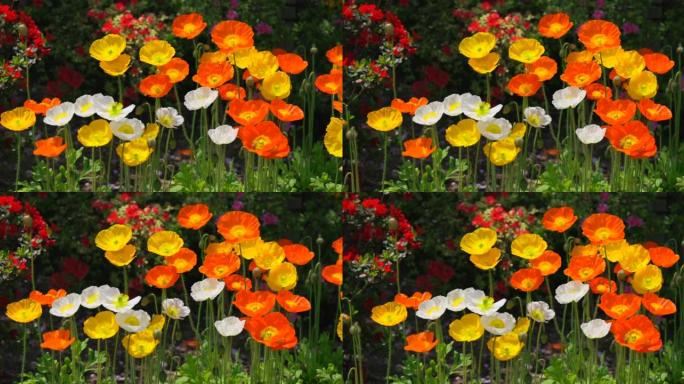 五颜六色美丽的新鲜罂粟花