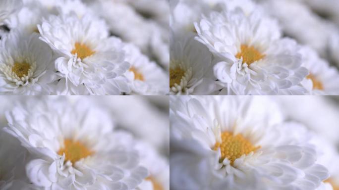 一束白色雏菊，野生白花特写