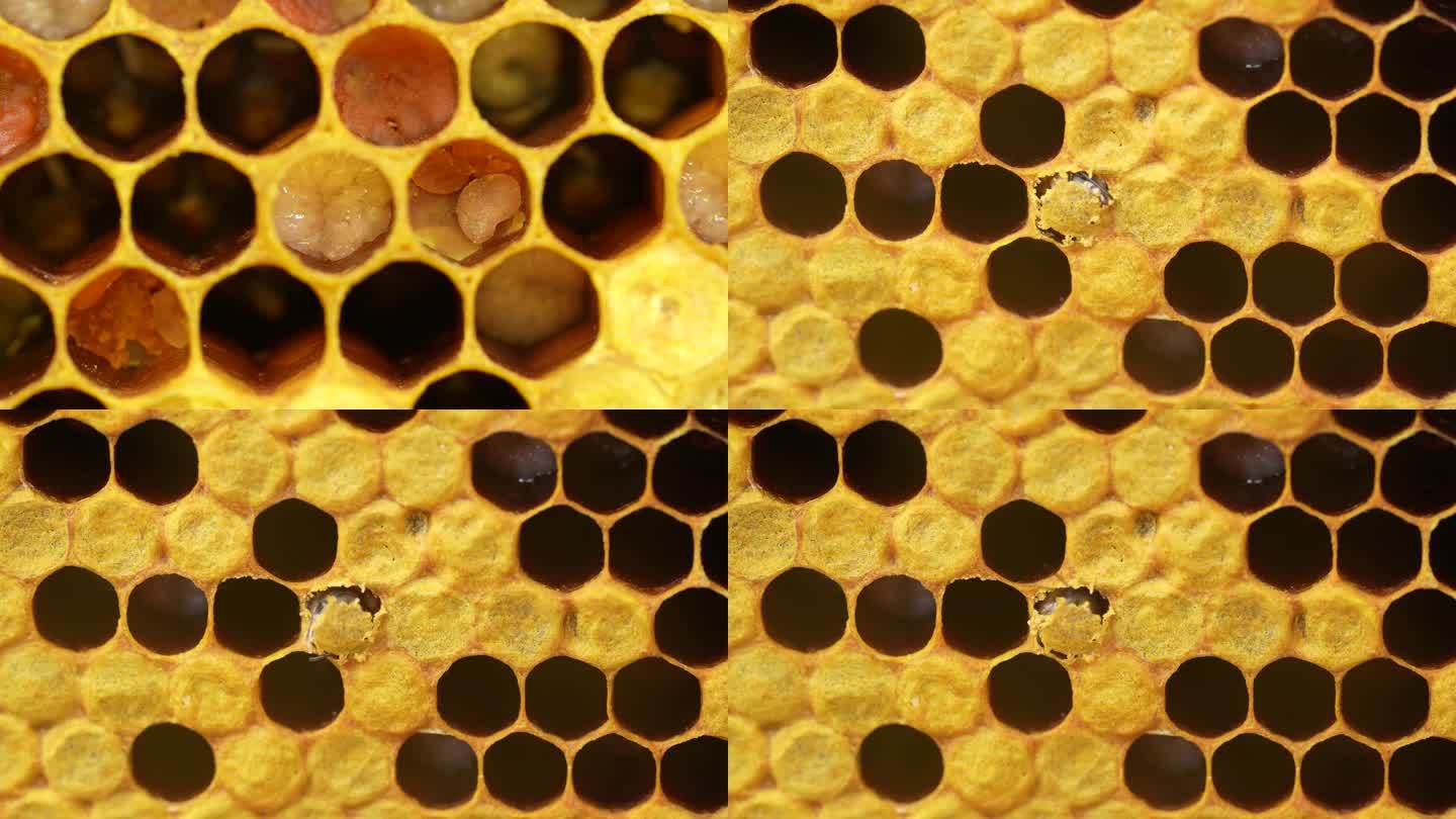 蜜蜂卵 幼虫 幼蜂