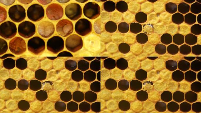 蜜蜂卵 幼虫 幼蜂