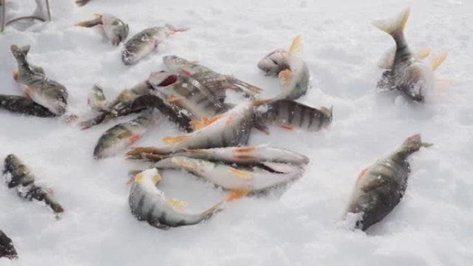 冬季捕捞鲈鱼。刚抓到的奖杯雪背景。
