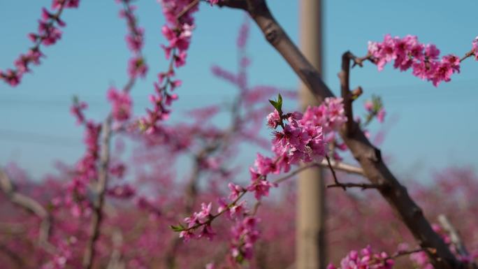 桃花园桃花枝头桃花美