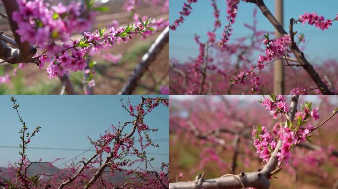 桃花园桃花枝头桃花美