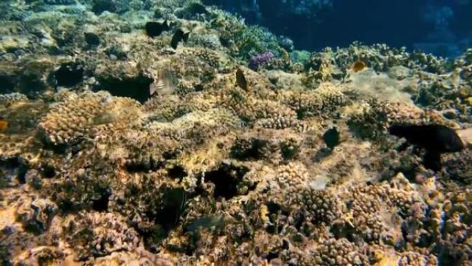 珊瑚礁在红海水下五颜六色的热带鱼。POV浮潜。热带色彩缤纷的海景。水下珊瑚礁。珊瑚礁场景。埃及。沙姆