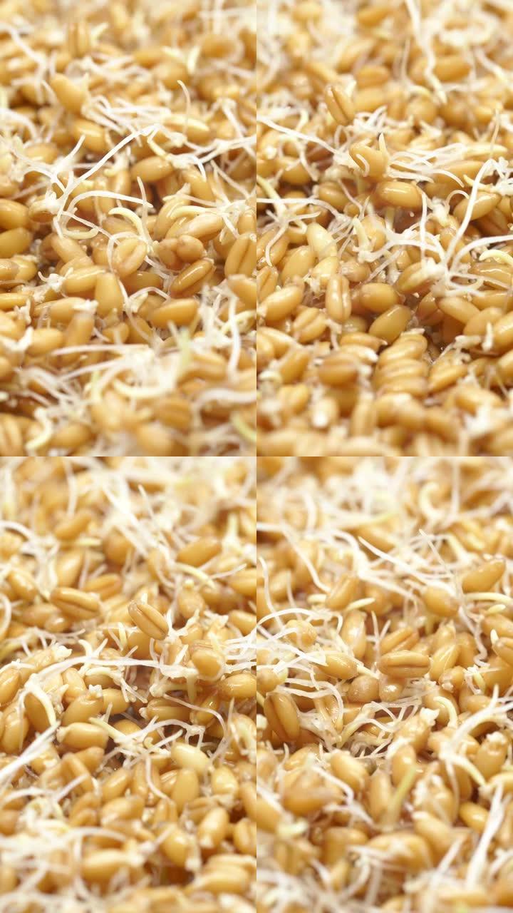 特写发芽的小麦，素食背景