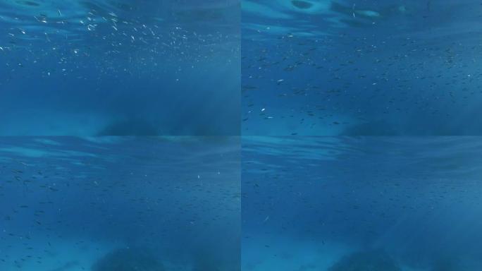 一大群小鱼在阳光照射下在珊瑚礁附近的蓝色水面下游泳。海洋中的水下生物。摄像机向前移动，接近一群鱼。