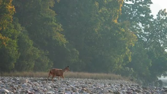 小鹿在吉姆·科贝特国家公园的拉姆甘加河河岸保持警惕