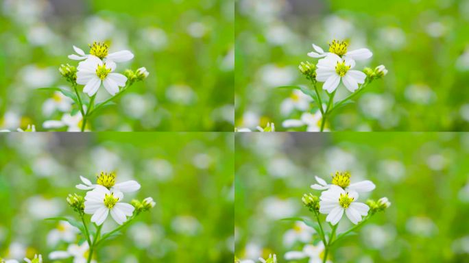 唯美画面鲜花白色花朵野花