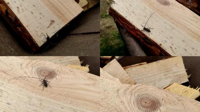 刺五加特写。barbel甲虫在松木板上爬行。属于长角甲虫科的一种甲虫，是木镗甲虫。