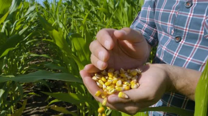 农民手中的玉米种子，农业。收获后，慢动作农民在田间用手拔罐玉米粒。持有玉米收获谷类植物的特写农场工人