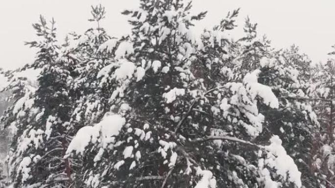 大雪中的松树对森林景观的影响